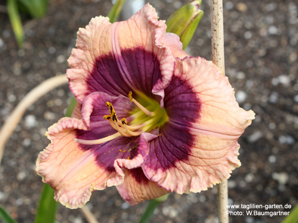 catalog/images/startseite/Big Eyed Butterfly.jpg